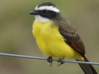 Close-up of a Great Kiskadee, scientific name “Pitangus Sulphuratus” its name as its sounds.