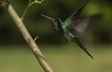 Hummingbird, flying hummingbird, Swallow-tailed hummingbird, Eupetomena macroura, flying bird