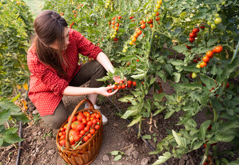 Woman picking fresh tomatoes in greenhouse