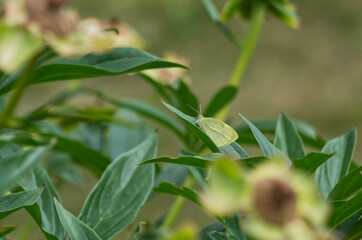 Obraz premium A Butterfly on a Peony Leaf