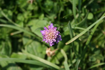 Clover flower. Morning dew. Macro photography