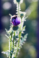 Selective focus and close-up of bumblebee on a milk thistle flower