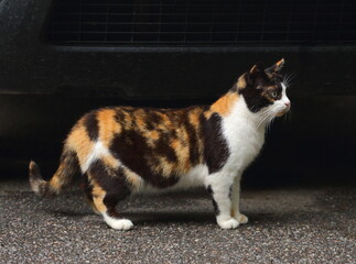 A multicolored cat is standing on the asphalt