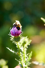 Selective focus and close-up of bumblebee on a milk thistle flower