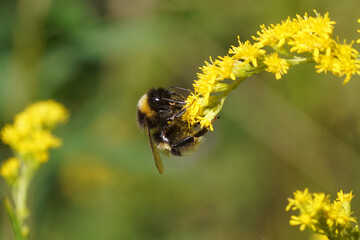 Bumblebee species in the Bombus terrestris-complex on flowers of Canadian goldenrod (Solidago Canadensis). Faded garden. Netherlands, summer, August