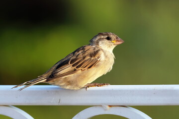 Passer domesticus. Young house sparrow close-up