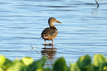 Anas clypeata. The Northern Shoveler in the Arctic zone of Russia