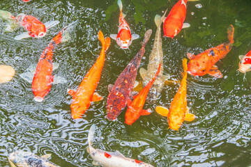 Koi carp fish in a pond