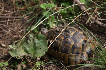 turtle on the grass