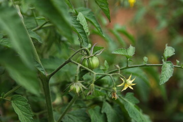 close up of a flower