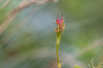 Small red plant leaves eaten by bug