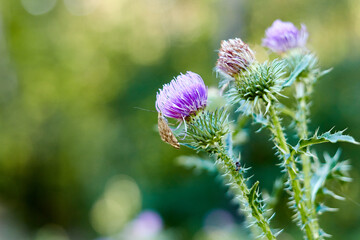 Selective focus and close-up of a milk thistle flower