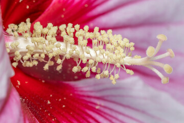 Extreme close up shot of pollen and stamen of Hibiscus flower