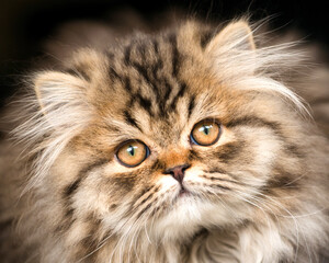 Naklejka na ściany i meble Close up portrait of Persian Kitten