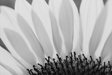 向日葵の花びら