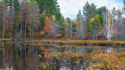 Naklejka na ściany i meble Colorful autumn trees and its reflection in small lake in rural Michigan