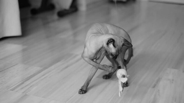Egyptian cat (Sphynx cat) playing with a stuffed turtle, ultra slow motion 120fps black and white