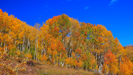 Fototapeta premium Bright colorful trees in peak autumn time in Colorado countryside