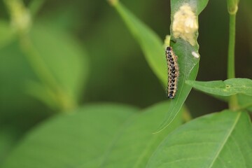 chenille piéride du chou