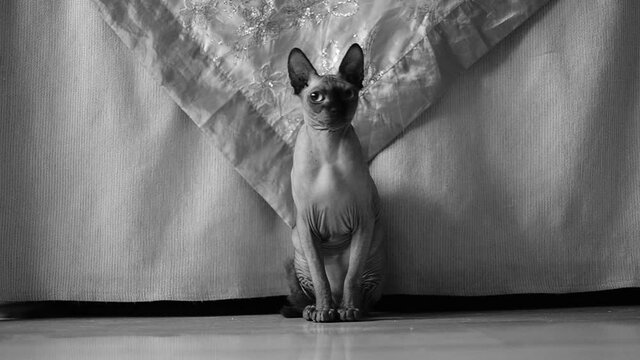 Egyptian cat (Sphynx cat) playing with a stuffed turtle, ultra slow motion 120fps black and white