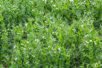 A green field of flowering peas. New harvest.