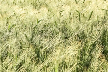 Fototapeta premium autumn background with brilliant drops of morning dew with golden sunlight bokeh effects. Copy space