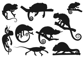 Chameleon lizard, animal reptile silhouettes icons, vector. Cartoon chameleon or cameleon in camouflage sitting on tree branch, jungle tropical lizard and exotic pet, zoology park or wildlife nature