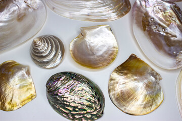 Set of seashells. Mother of pearl, turbo, pyramid, pearl oysters, haliotis iris, macabebe. An...
