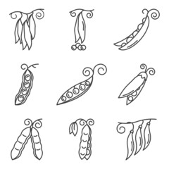 Peas icons set. A simple line drawing of different types of peas. Sketches for web design. Isolated vector on pure white background.