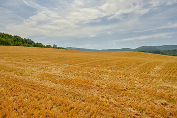 Obraz premium a large wheat field has been harvested