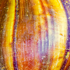 Texture of a snail yellow and brown