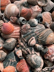 Photo of beautiful seashells for wallpaper or background