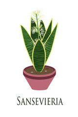 Fototapeta na wymiar House plant sansevieria potted. Flat design. Vector illustration