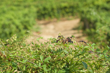 details of bunches of grapes just at the vine with the background of the vineyard row