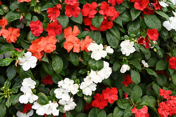 red and white flowers