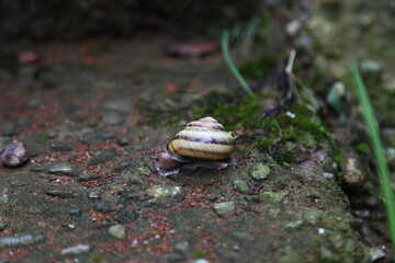 snail on a tree