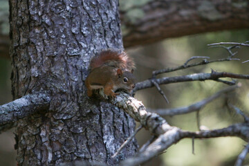 red squirrel on a tree