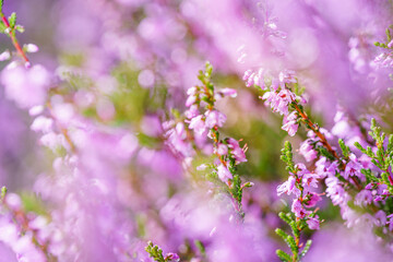 Heather flower field. Calluna vulgaris. Small pink, lilac, Natural violet flowers. soft focus.