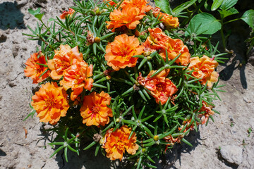 Home made decorative flower plants standing outdoors. Cute decoration for the yard.