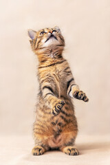 A small playful striped kitten stands on its hind legs