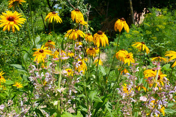 Echinacea outdoors. Green coneflower plants in the garden.