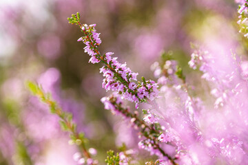 Heather flower field. Calluna vulgaris. Small pink, lilac, Natural violet flowers. soft focus.
