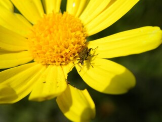 yellow flower macro
