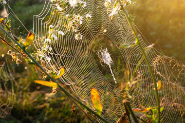 Spider on web. Beautiful morning on the autumn field. Sunshine. Nature inspiration, travel and wanderlust concept.