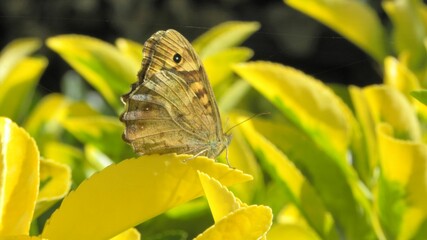 butterfly on yellow flower