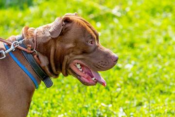 American Pit Bull Terrier, close-up portrait of aggressive dog in profile on blurred background