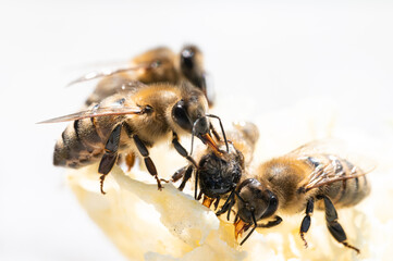 Honey Bees Eating Honey out of Comb