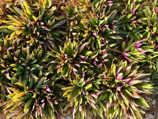 Tradescantia or Moses-in-the-cradle herb in top view. Decorative ground Cover texture Tile. Plants leaves from top view. Background of decorative colorful herb or plant.