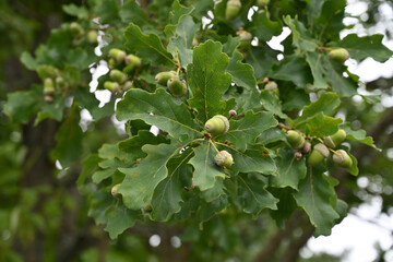 Fototapeta premium acorns on a branch of the oak