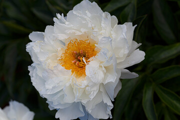 Katharine  white flower peony lactiflora in summer garden, close-up
